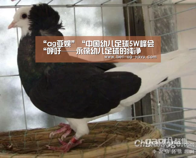 “ag亚娱”“中国幼儿足球5W峰会“呼吁——永葆幼儿足球的纯净(图2) 亚娱